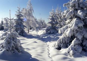 Winterwald Mit freundlicher Genehmigung Fotograf Harald Wunderlich