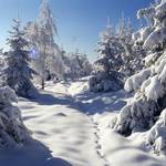 Winterwald Mit freundlicher Genehmigung Fotograf Harald Wunderlich